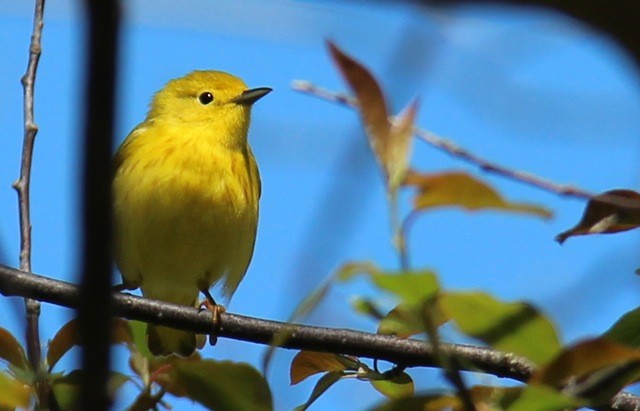 Yellow Warbler - L. Shay