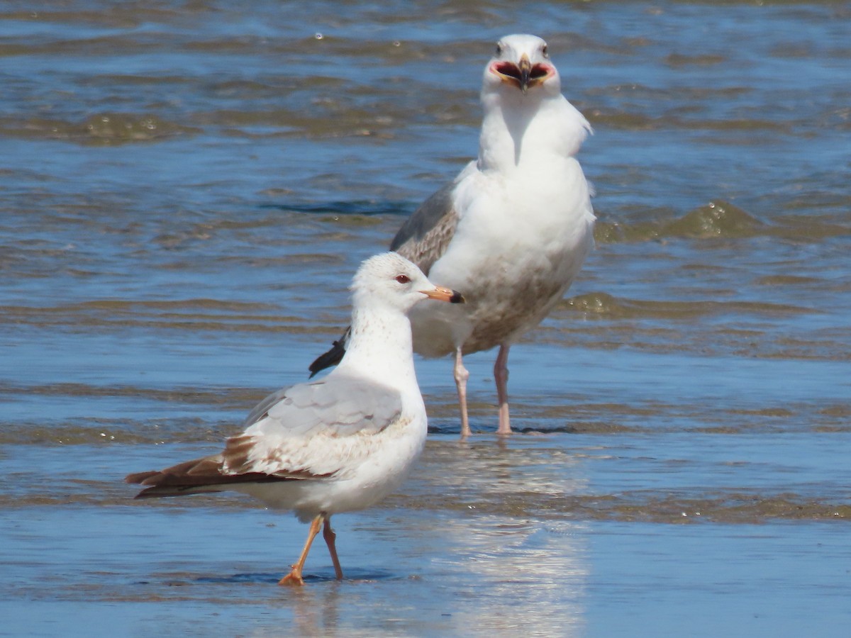 Ring-billed Gull - ML571244691