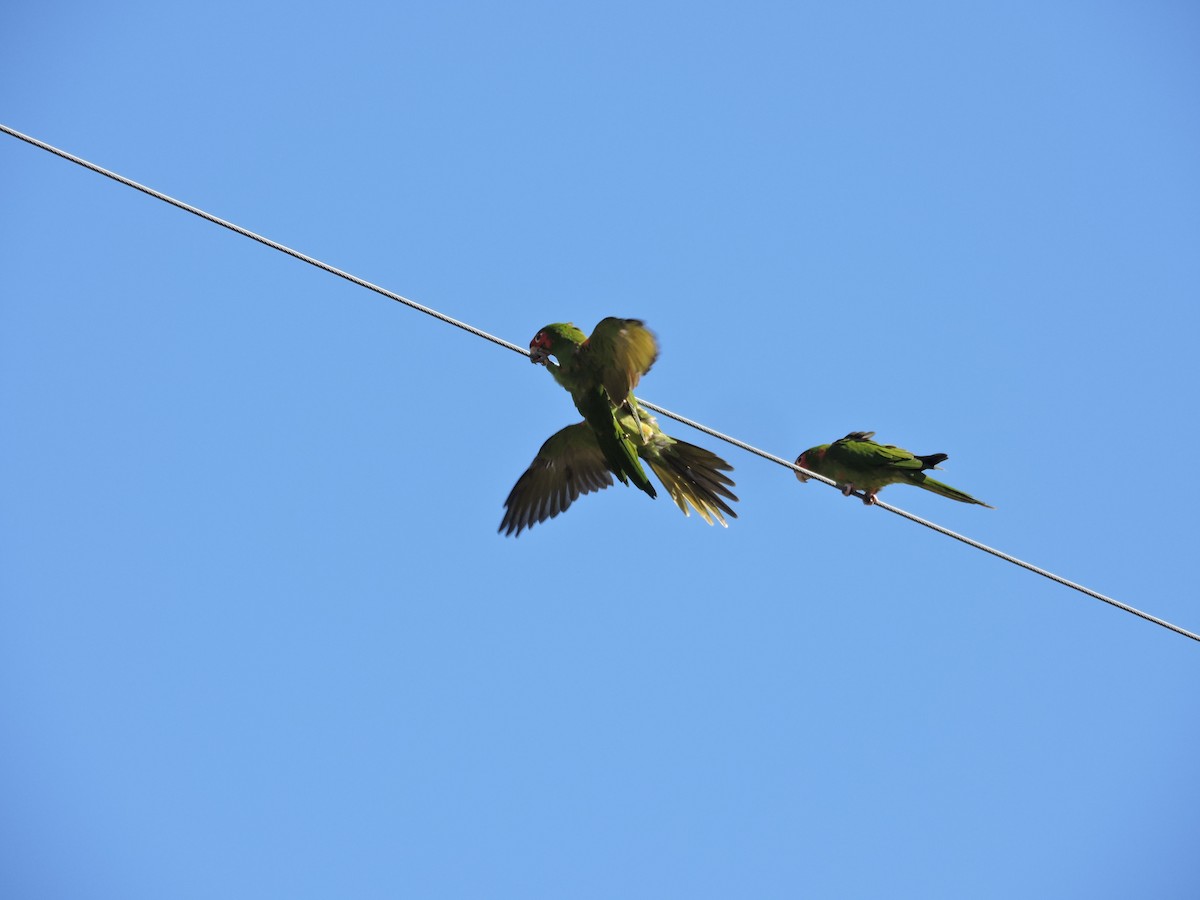 Conure mitrée - ML571244941