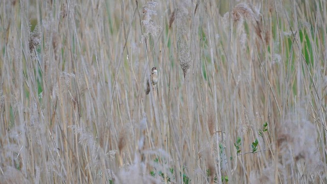 Savi's Warbler - ML571245081