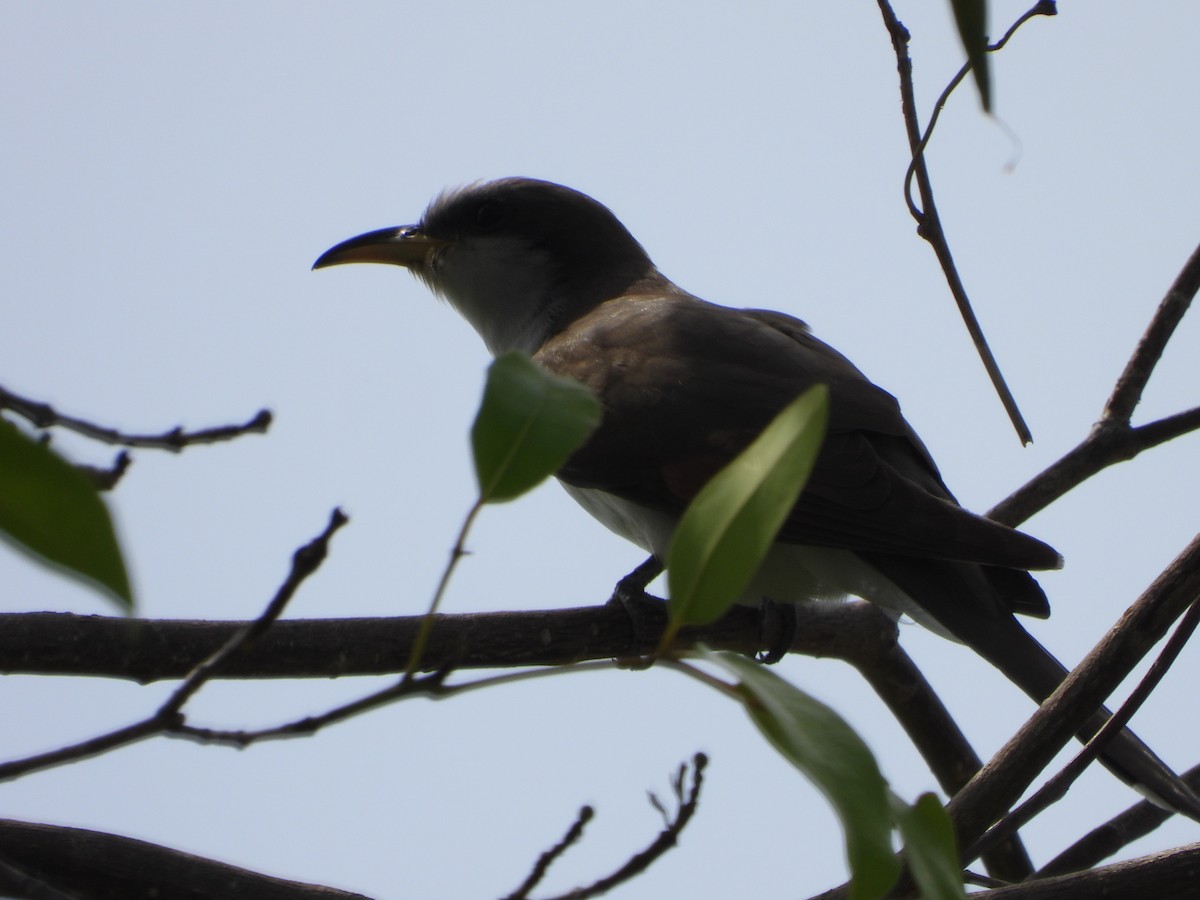 Yellow-billed Cuckoo - ML571246491