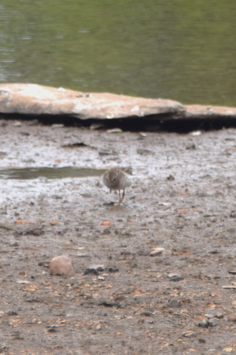 Least Sandpiper - ML571246971