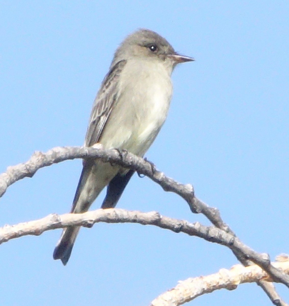 Western Wood-Pewee - ML571247441