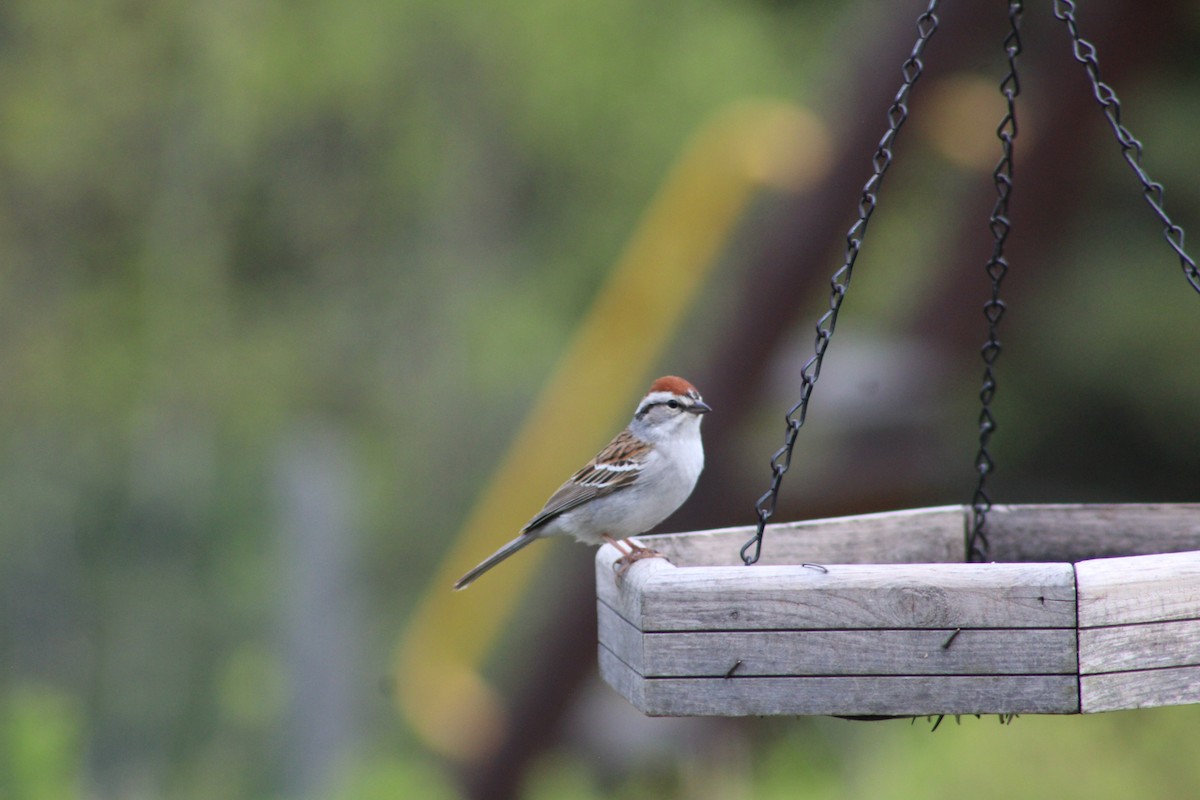 Chipping Sparrow - ML571248221