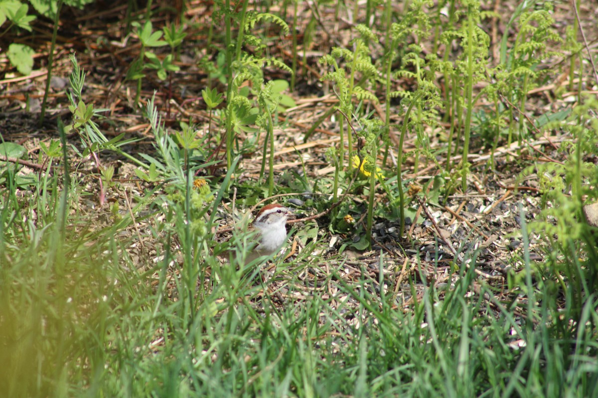 Chipping Sparrow - ML571248241