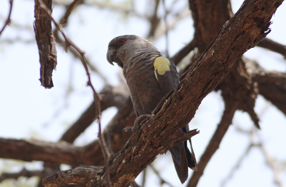 Rüppell's Parrot - ML571248381