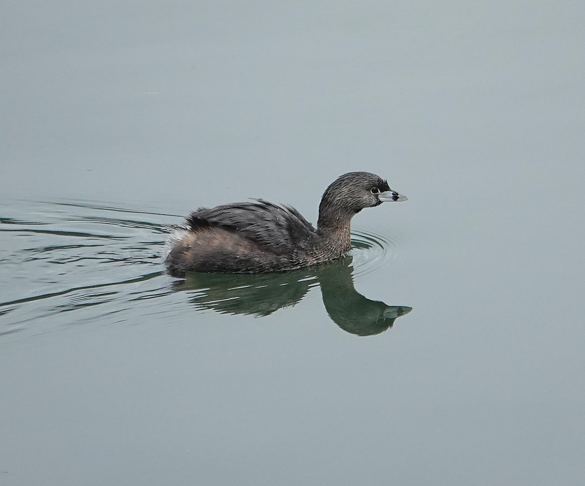 Pied-billed Grebe - ML571249191