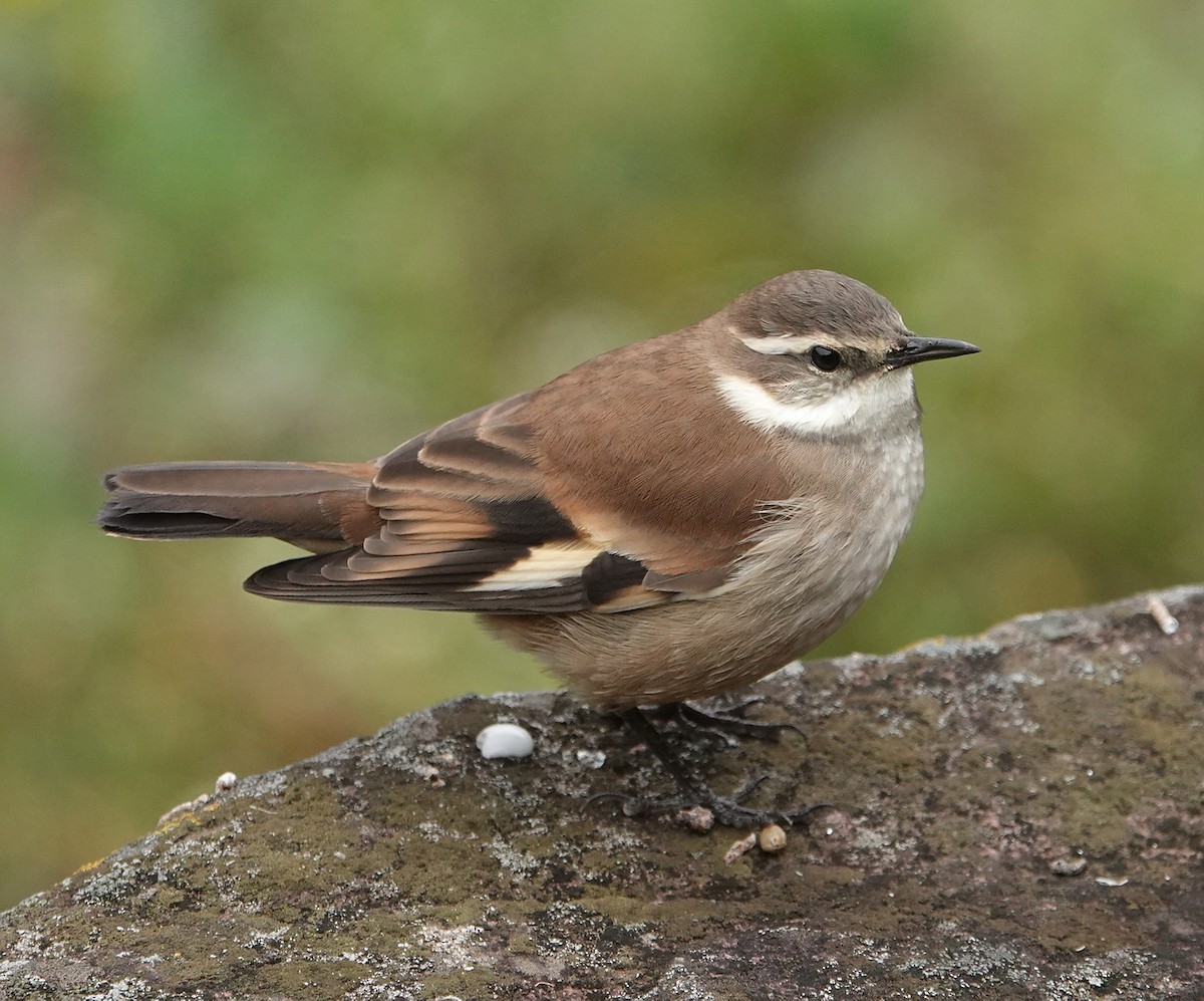 Cream-winged Cinclodes - ML571249301