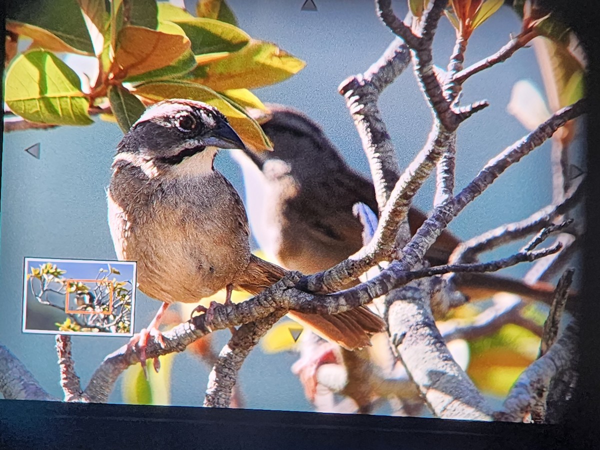 Rusty Sparrow - ML571249321