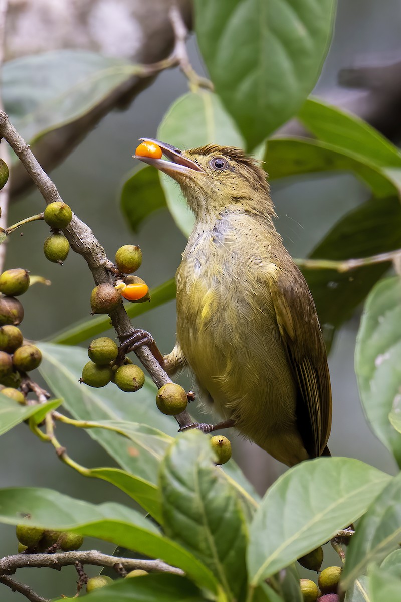 Cachar Bulbul - ML571250021