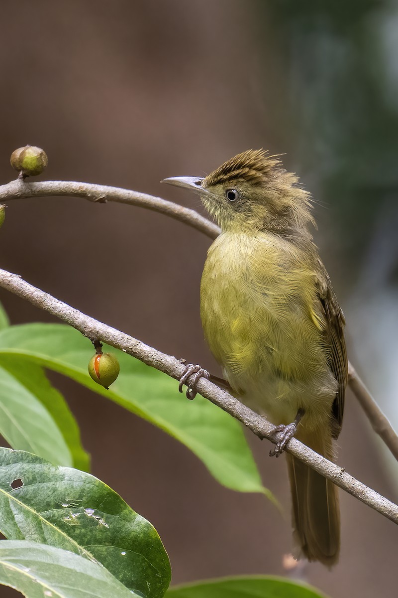 Cachar Bulbul - ML571250111