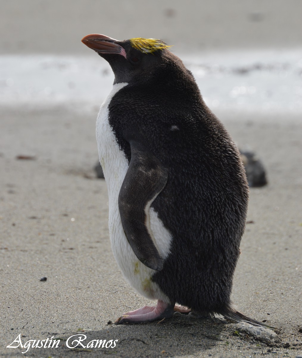 Macaroni Penguin - Agustín Ramos
