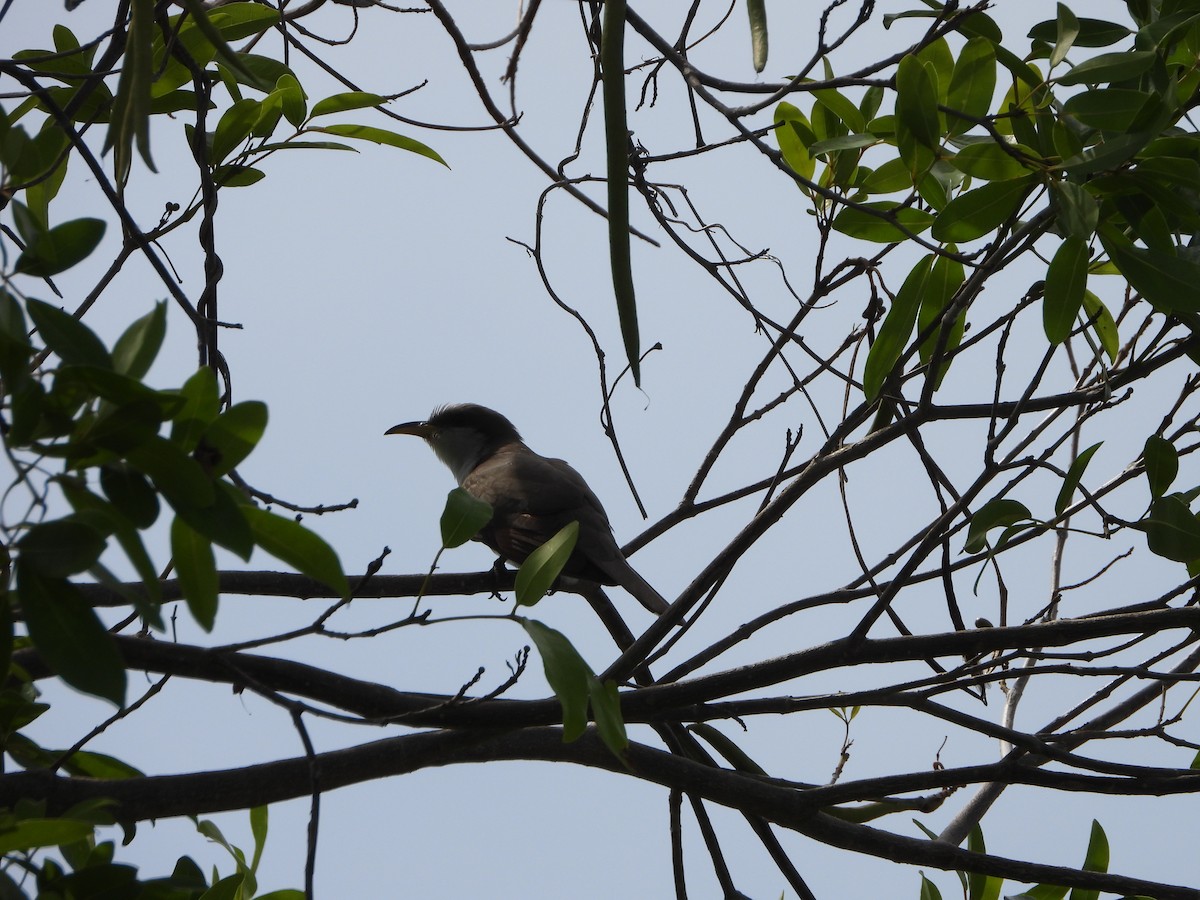 Yellow-billed Cuckoo - ML571251441