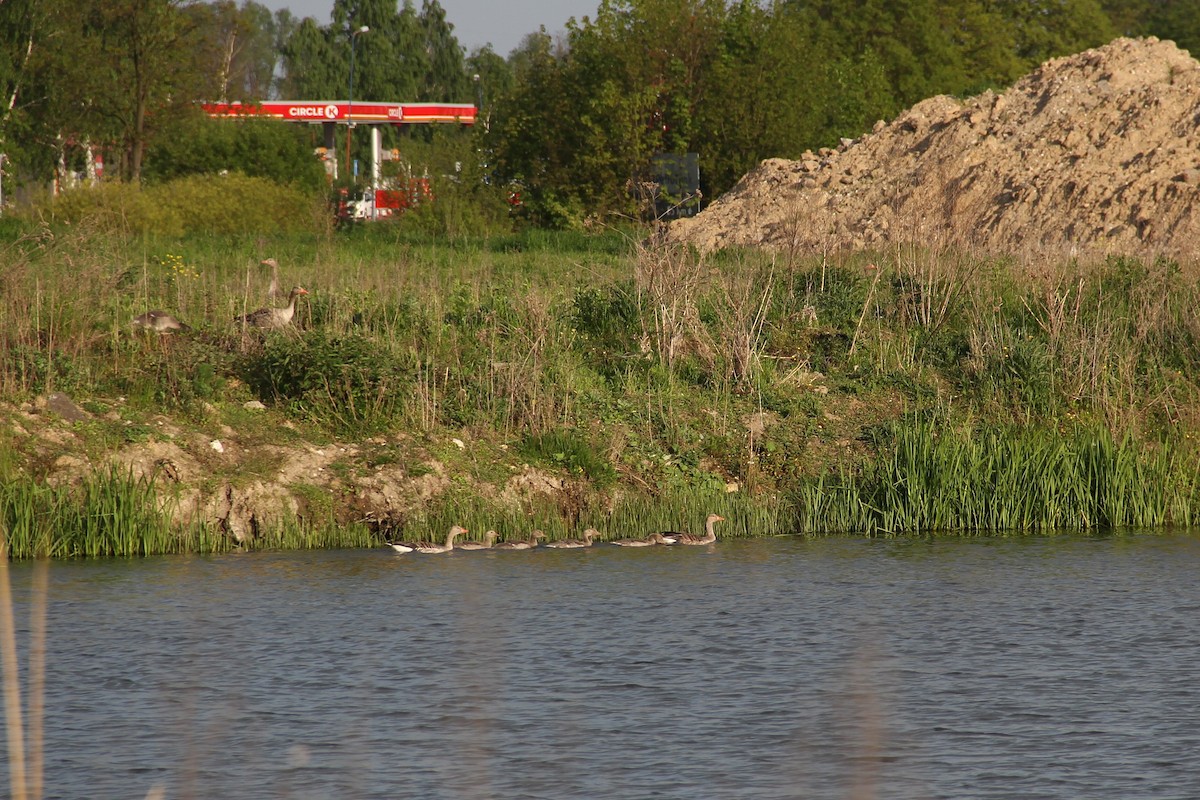 Бор галуу - ML571252151