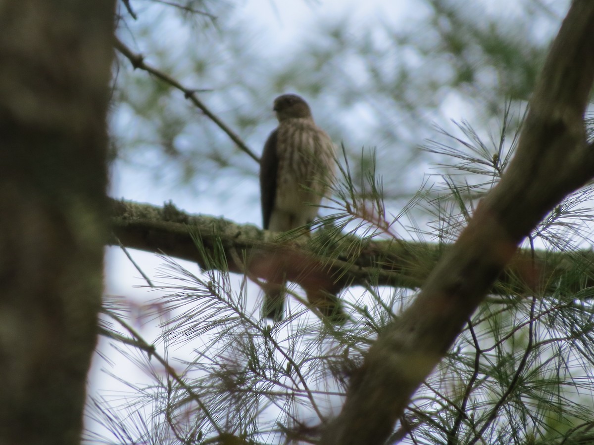 Sharp-shinned Hawk - ML571258511