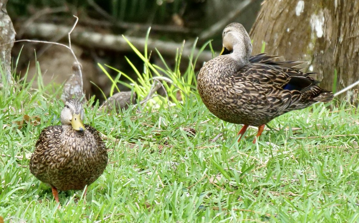 Mottled Duck (Florida) - Lee & Mary Ann Evans