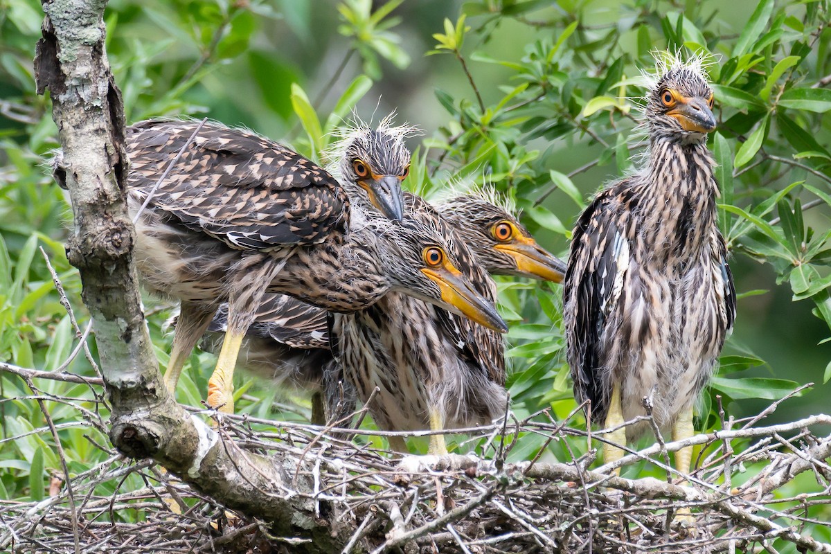 Yellow-crowned Night Heron - ML571259681