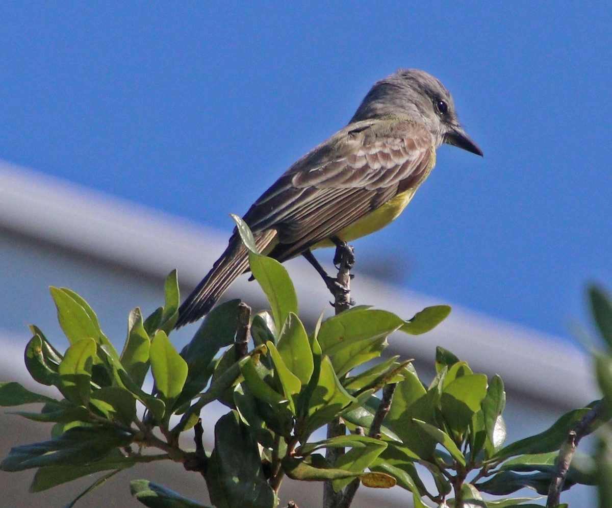 Tropical Kingbird - ML571260241