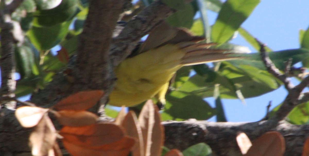 Tropical Kingbird - ML571260441