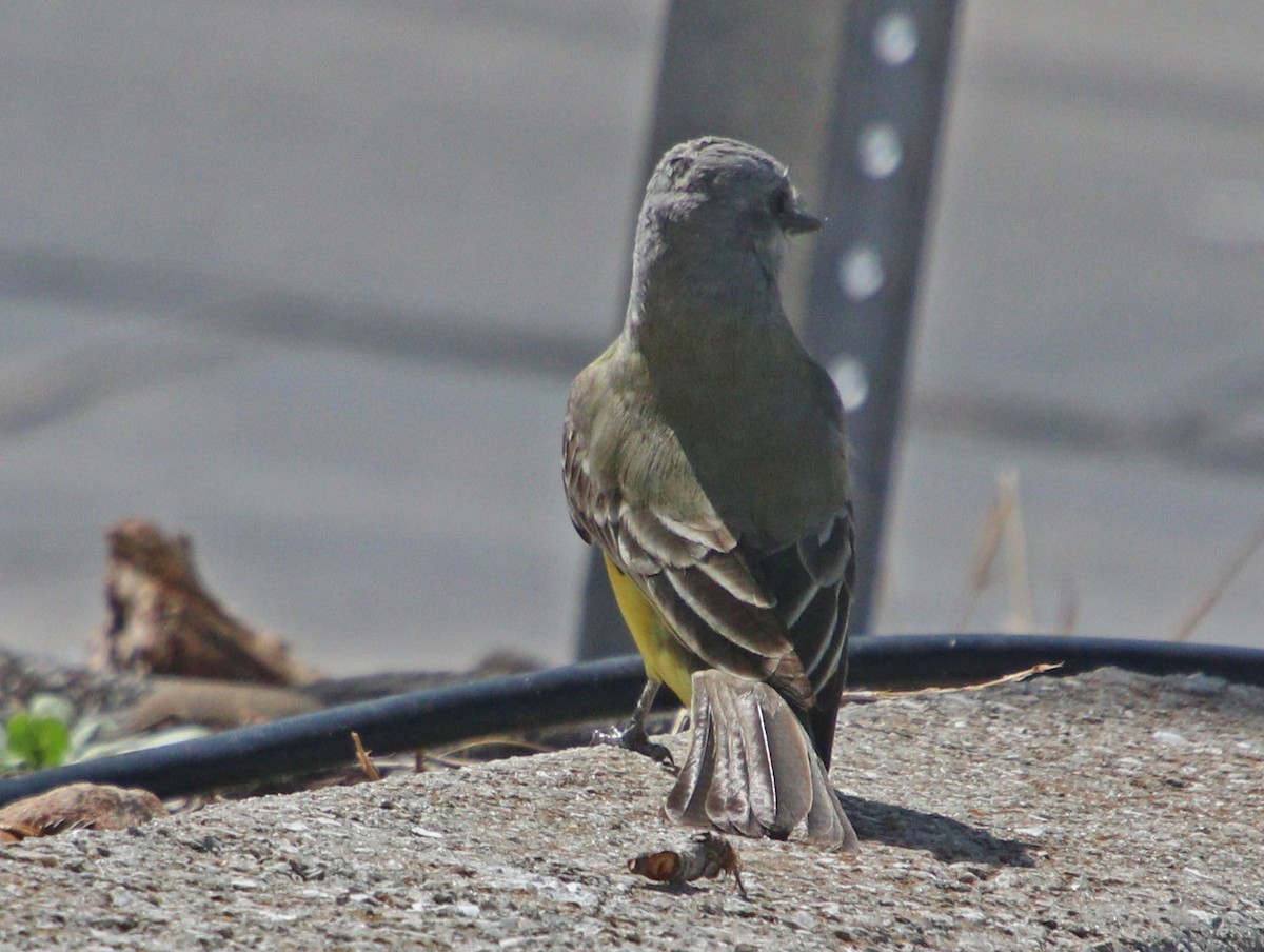 Tropical Kingbird - ML571260451