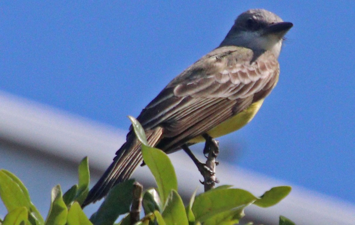 Tropical Kingbird - ML571260641