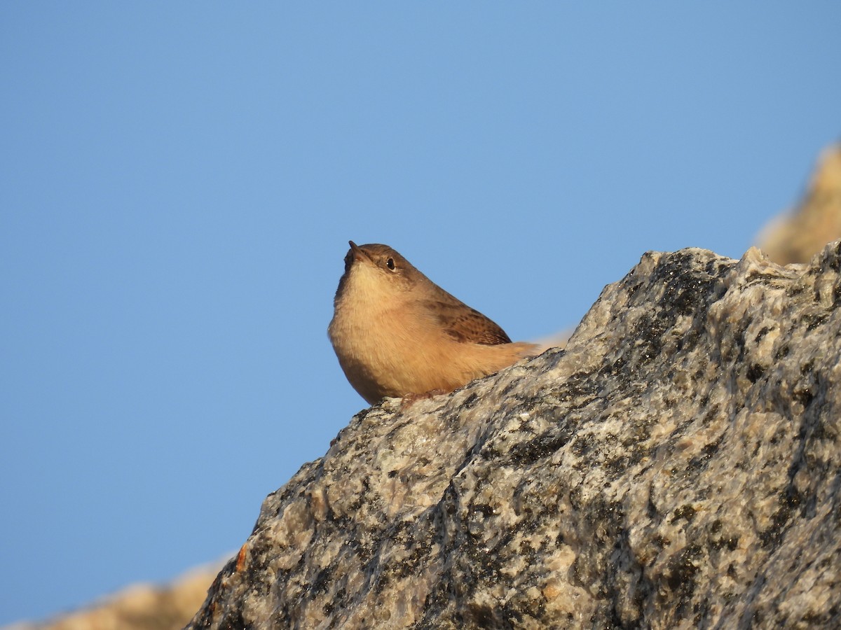 House Wren - Monica Prior