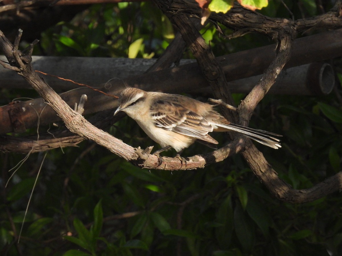 Chalk-browed Mockingbird - ML571264811