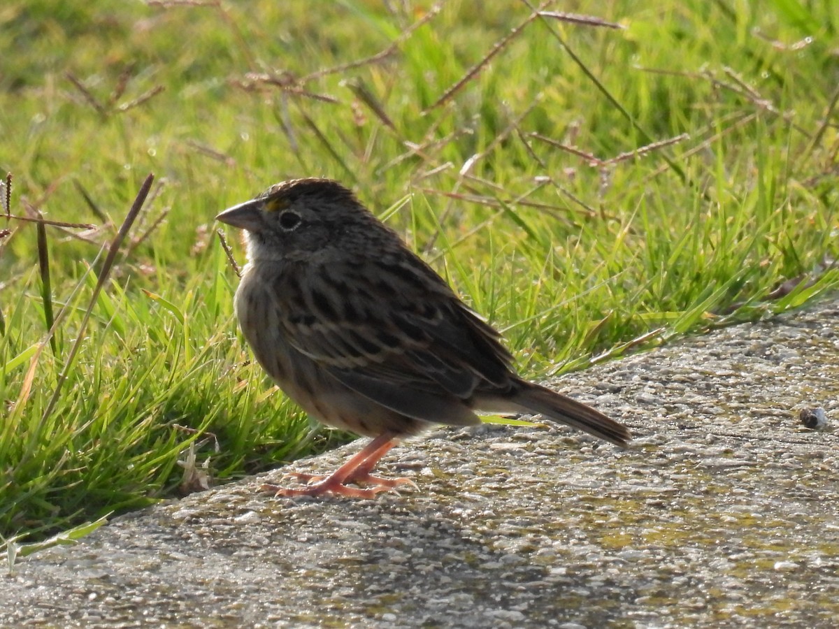 Grassland Sparrow - ML571265101