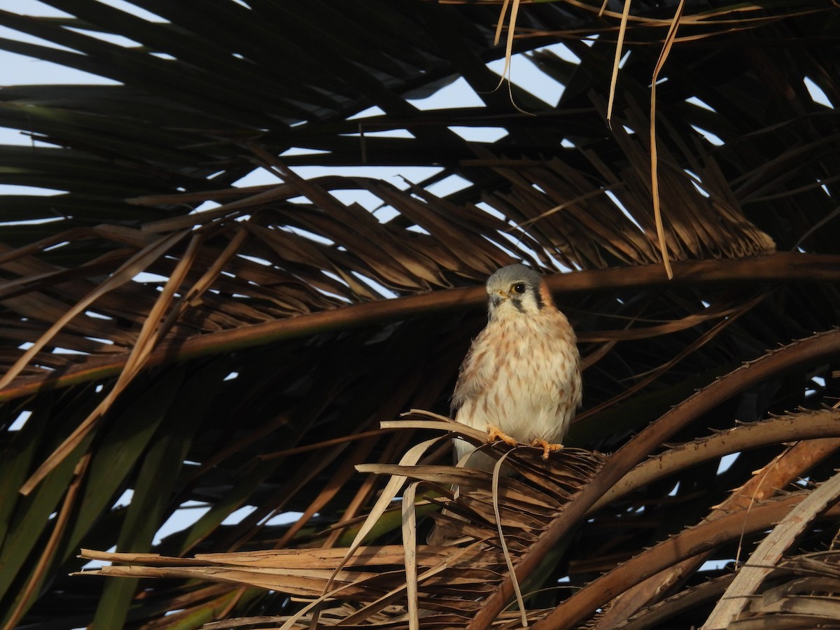 American Kestrel - ML571266901