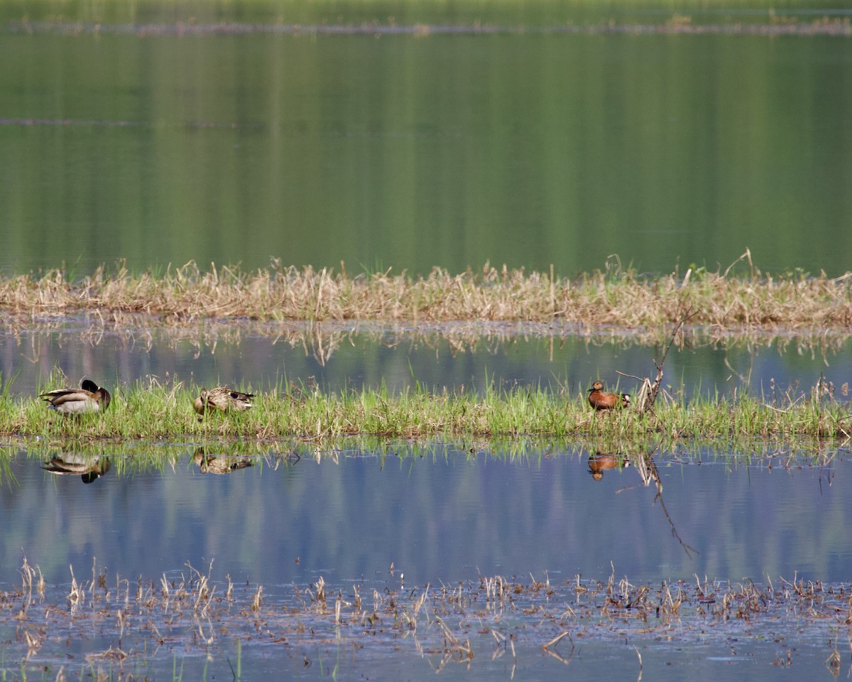 Blue-winged x Cinnamon Teal (hybrid) - ML571267361