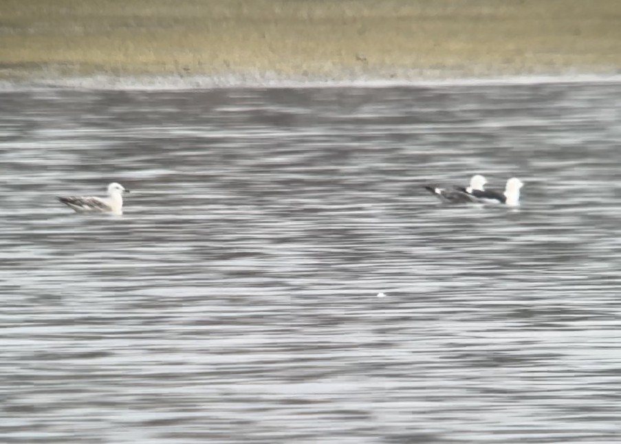 Lesser Black-backed Gull - ML571267521