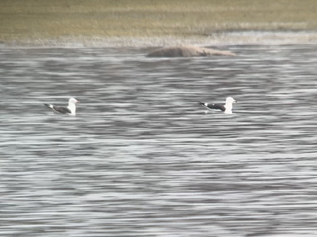 Lesser Black-backed Gull - ML571267531