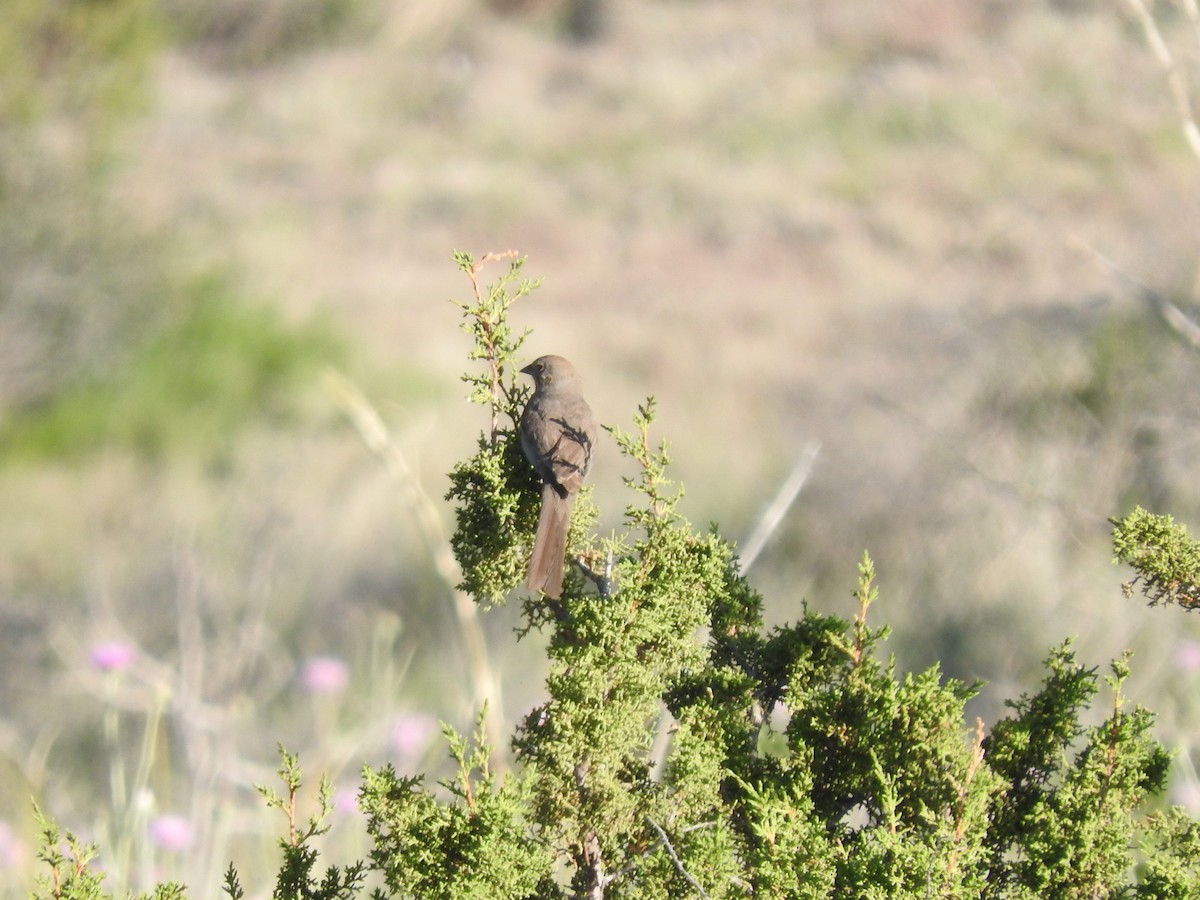 Canyon Towhee - shobak kythakyapuzha