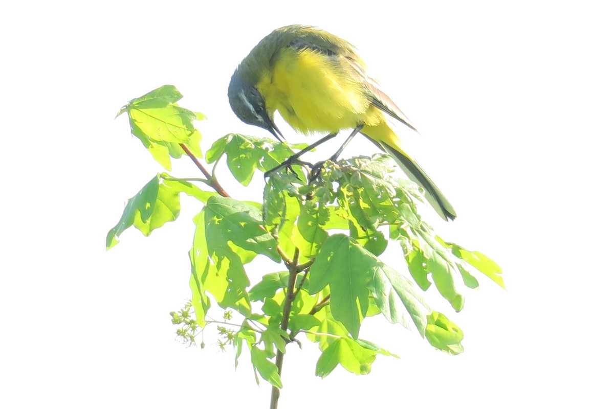 Western Yellow Wagtail (flava) - ML571267891