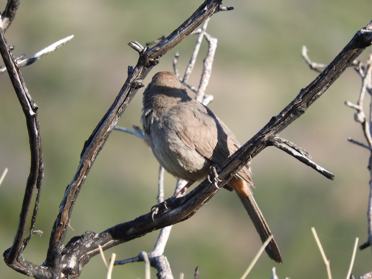 Canyon Towhee - ML571268081