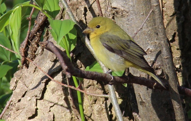 Scarlet Tanager - L. Shay