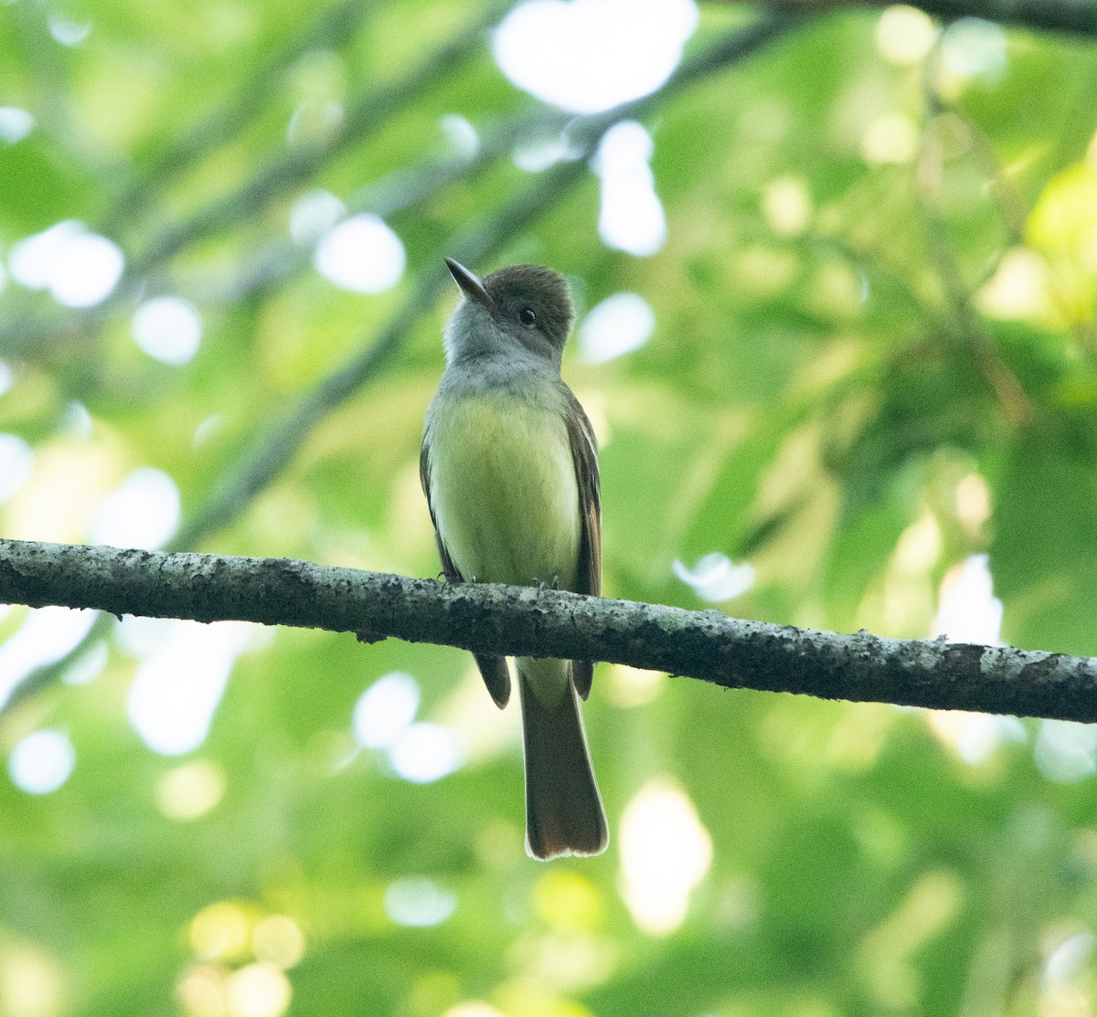 Great Crested Flycatcher - ML571269471