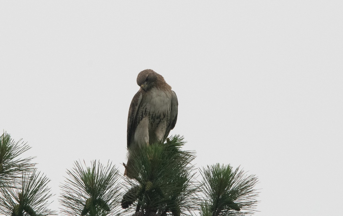 Red-tailed Hawk - ML571269731