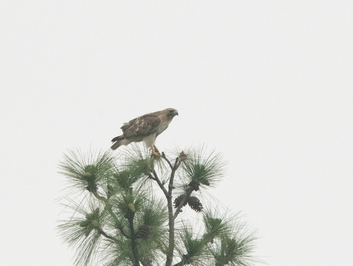 Red-tailed Hawk - ML571269761