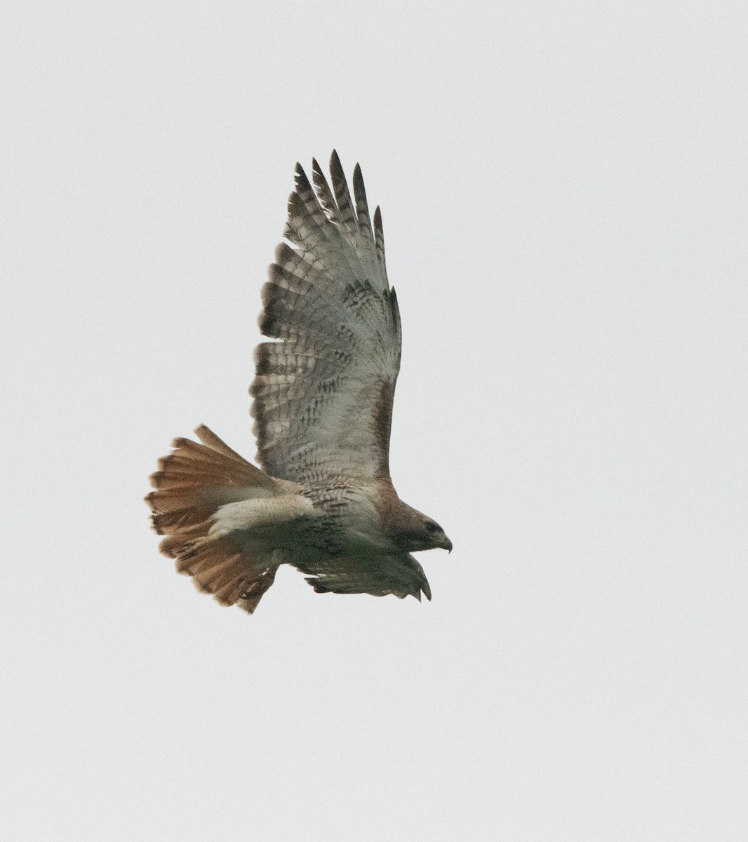 Red-tailed Hawk - ML571269771