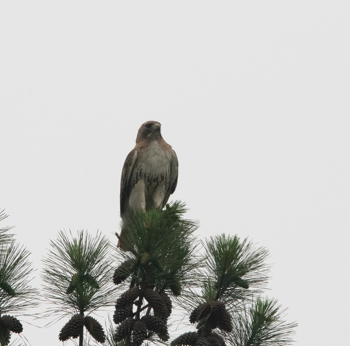 Red-tailed Hawk - ML571269781