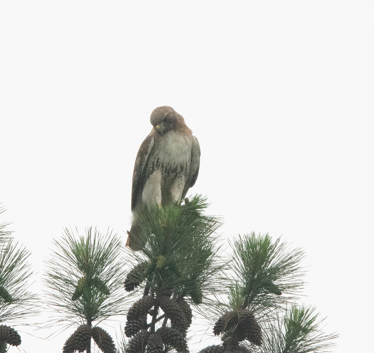 Red-tailed Hawk - ML571269811