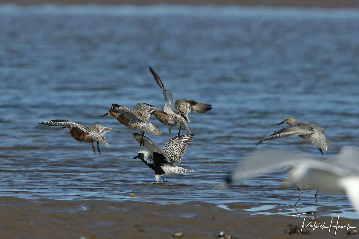 Red Knot - ML571269851