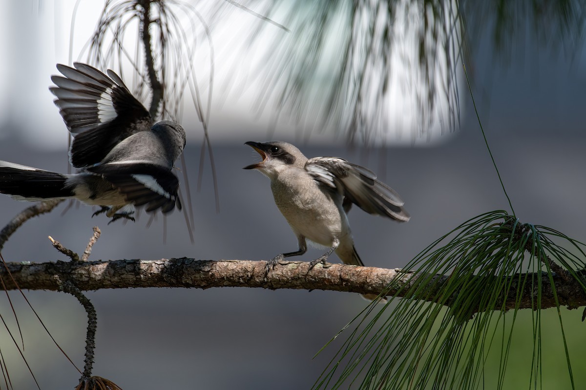 Loggerhead Shrike - ML571269961