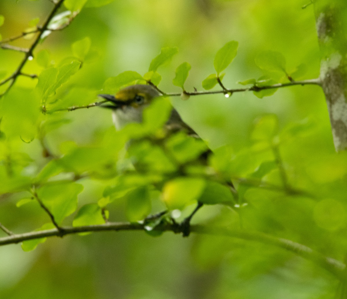 White-eyed Vireo - ML571270311