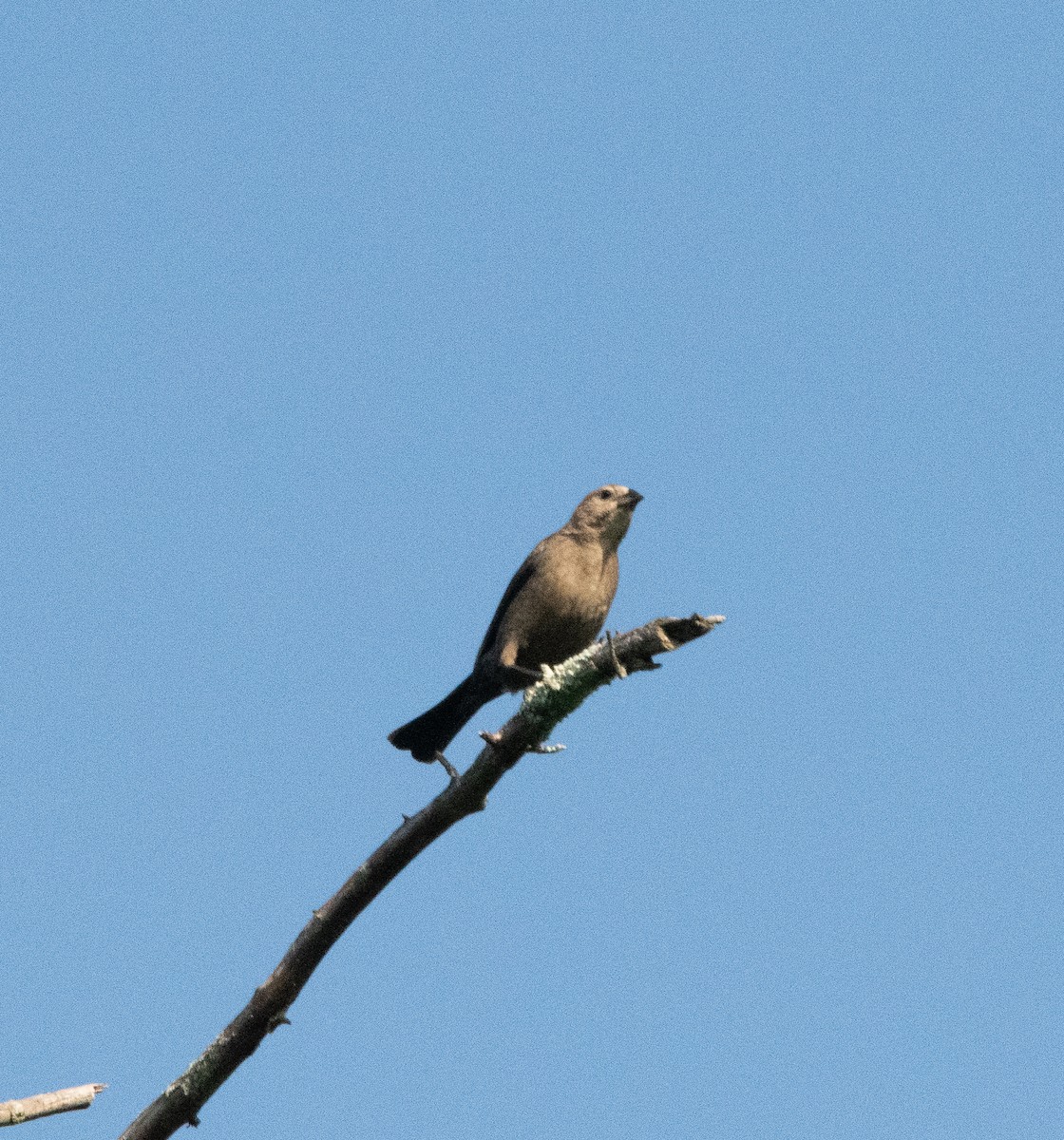 Brown-headed Cowbird - ML571270641