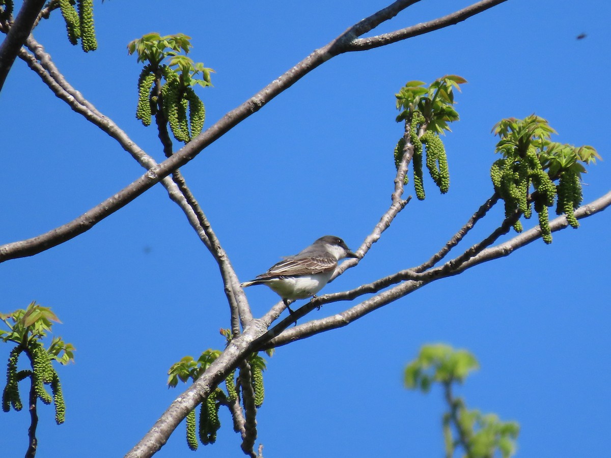 Eastern Kingbird - ML571270791