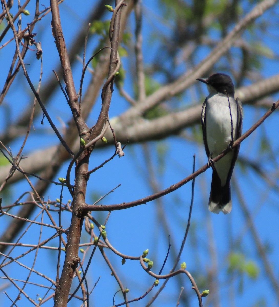 Eastern Kingbird - ML571270861