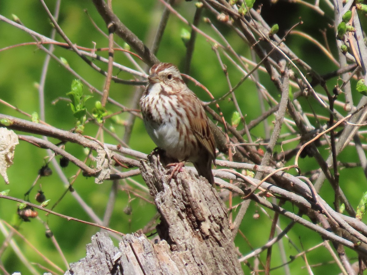 Song Sparrow - Sue and Tom Santeusanio