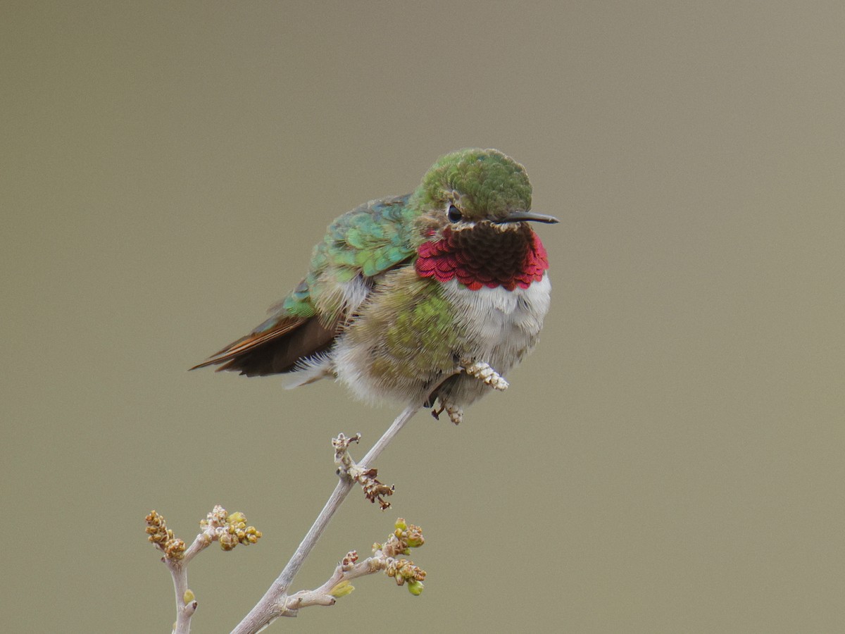 Broad-tailed Hummingbird - ML571272901